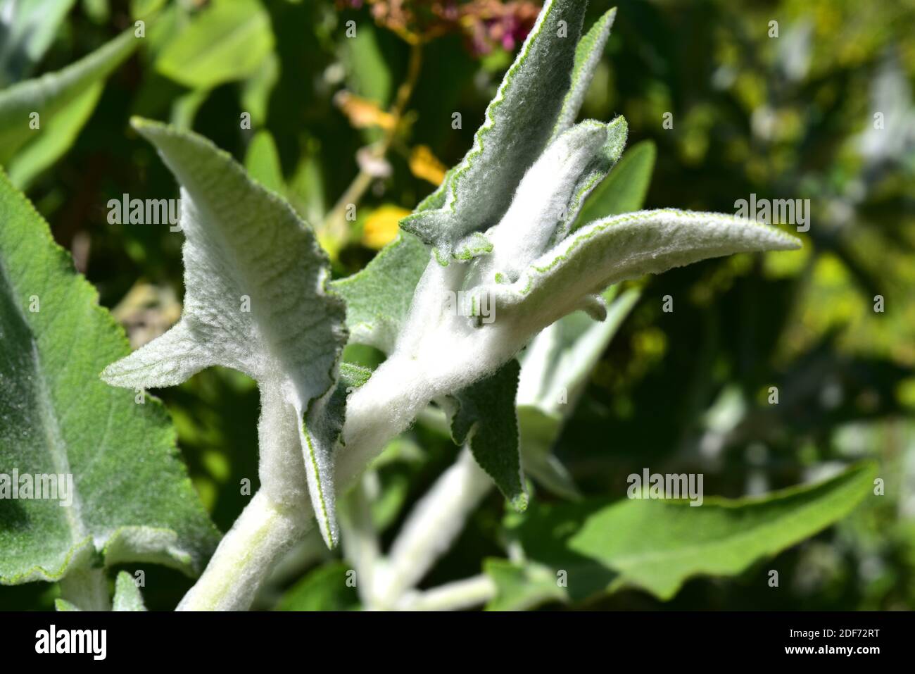 La salvia canariensis è un arbusto perenne endemico delle isole Canarie. Gambi pelosi e foglie dettaglio. Foto Stock