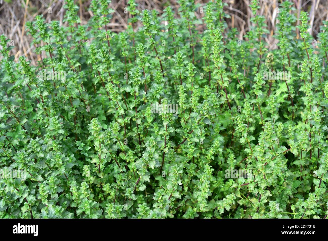 Ortica annuale, ortica nana o ortica piccola (Urtica urens) è un'erba annuale pungente originaria dell'Europa e dell'Asia. Questa foto è stata scattata in Ivars Foto Stock