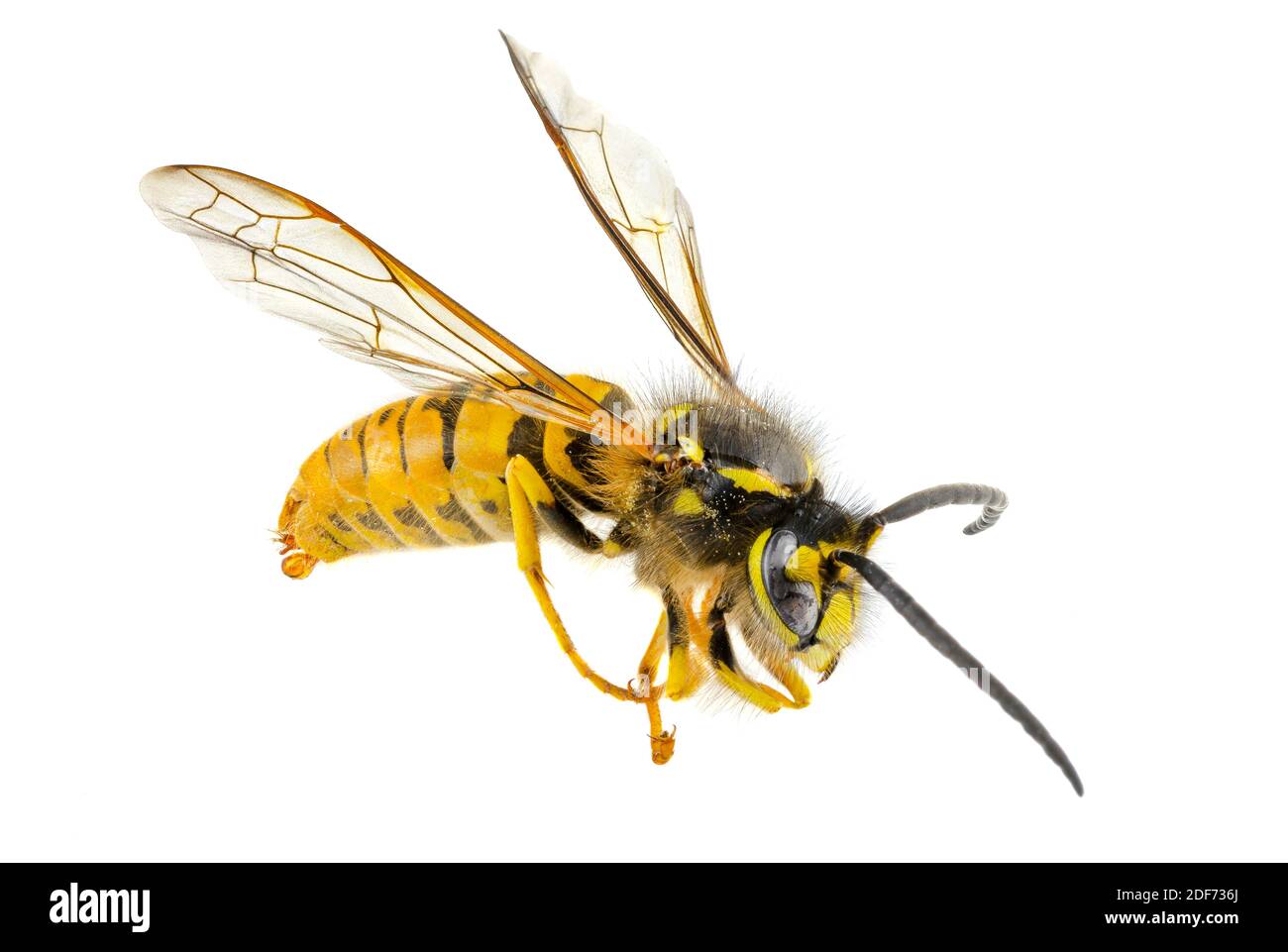 Un macro shot di una vespa defunta, isolata su sfondo bianco. Foto Stock