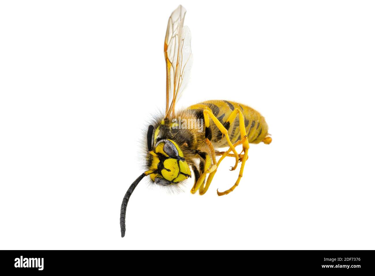 Un macro shot di una vespa defunta, isolata su sfondo bianco. Foto Stock