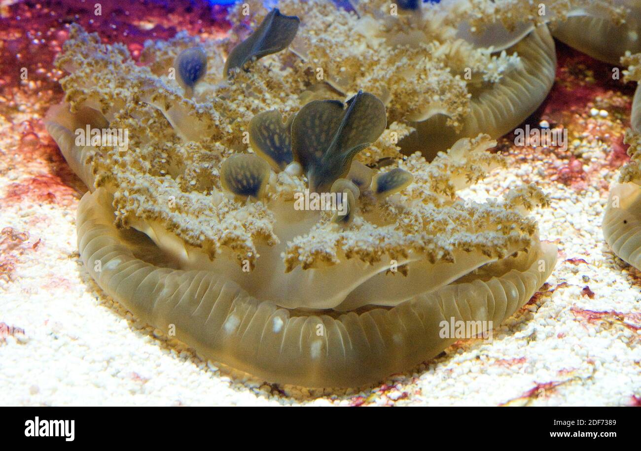 Medusa capovolta (Cassiopea andromeda). Foto Stock