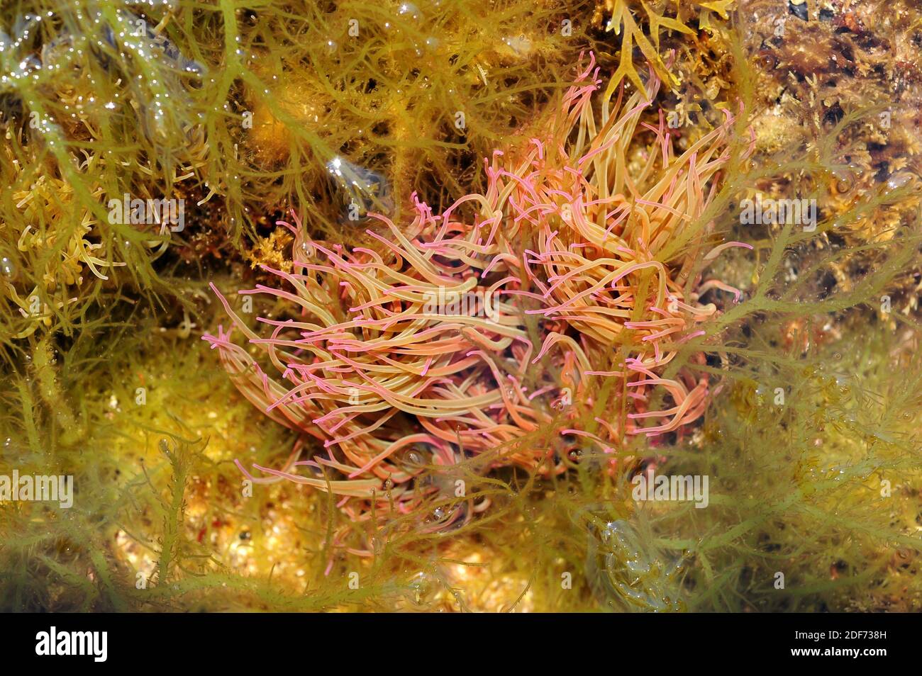 L'anemone marino comune o mediterraneo (Anemonia sulcata) ha circa 200 tentacoli che puntano per difendere e catturare la loro preda. Questa foto è stata scattata in Cap Foto Stock