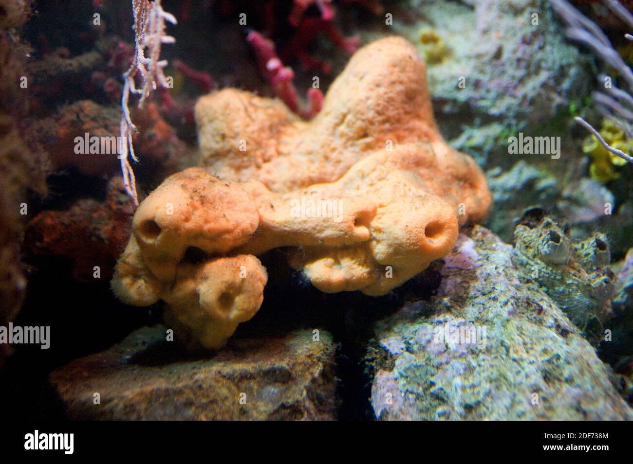 Cliona sp. È un genere di spugne di mare della classe delle Demospongiae. Foto Stock