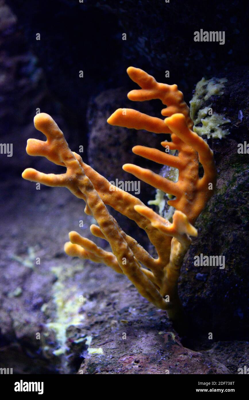 Axinella verrucosa è una spugna marina della classe Demospongiae. Foto Stock