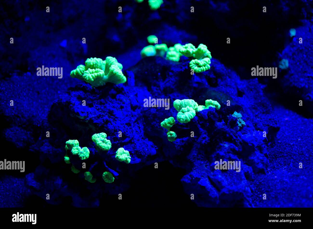 Il corallo di canna da zucchero (Caulastrea furcata) è un corallo fluorescente di pietra. Foto Stock