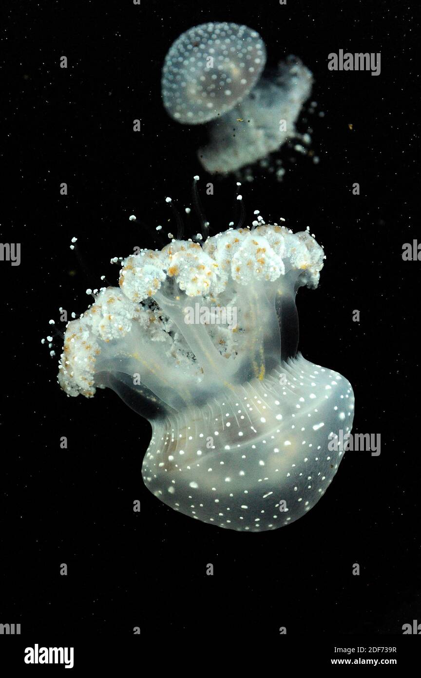 La campana galleggiante (Phyllorhiza punctata) è una medusa. Il loro cibo  principale è zooplancton Foto stock - Alamy