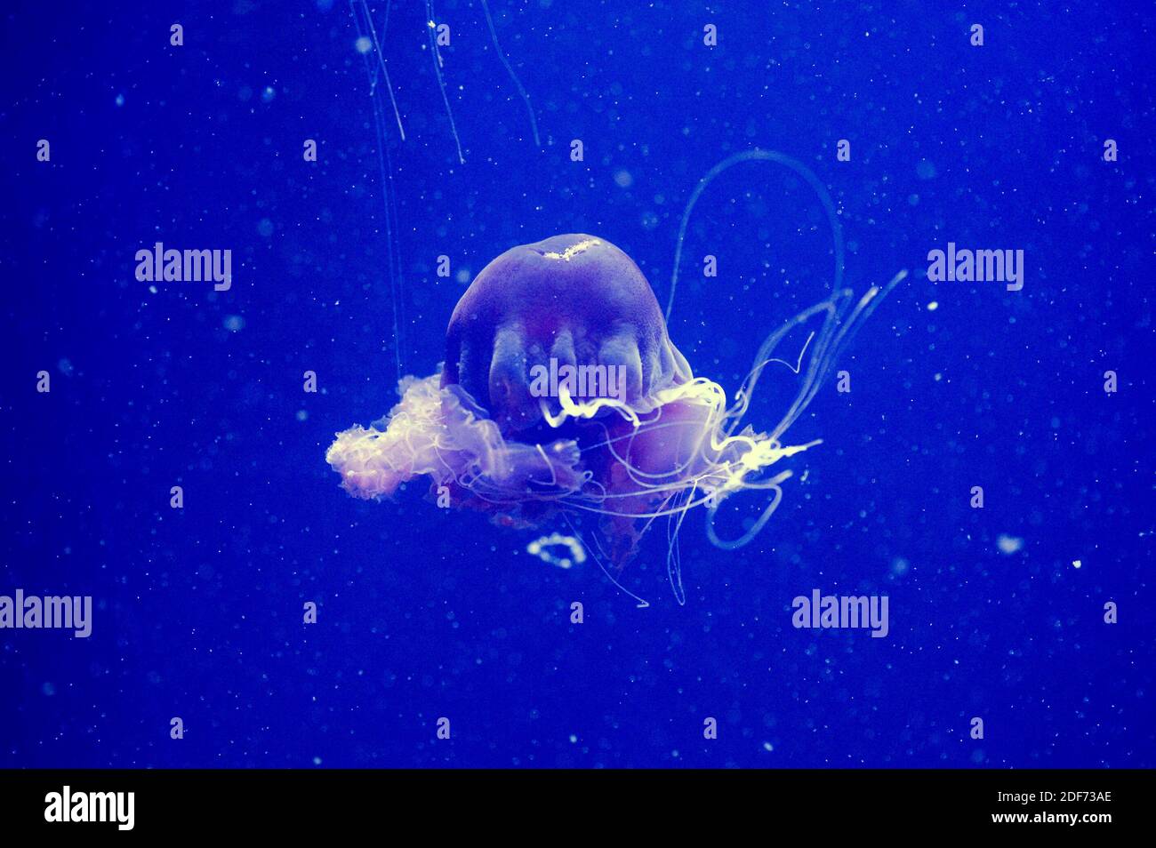 La medusa nera o ortica nera (Chrysaora achlyos) è una medusa carnivora. Foto Stock