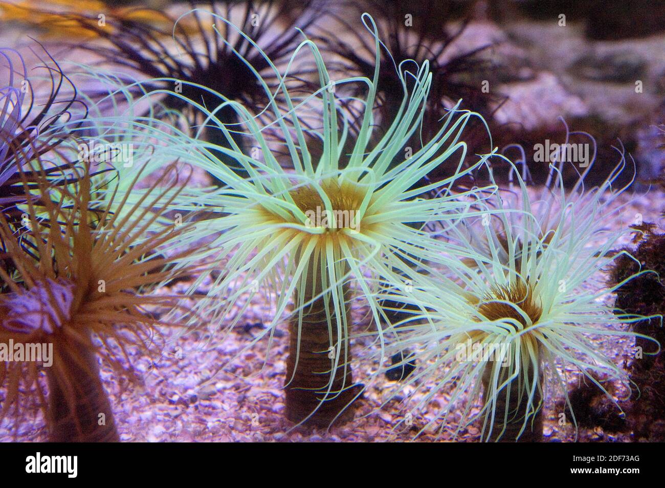 L'anemone cilindrico (Cerianthus membranaceus) è un anemone tubolare con tentacoli non retrattili. Foto Stock