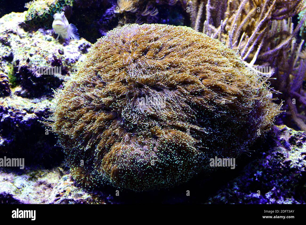 Galaxea fascicularis è un corallo coloniale in pietra. Foto Stock