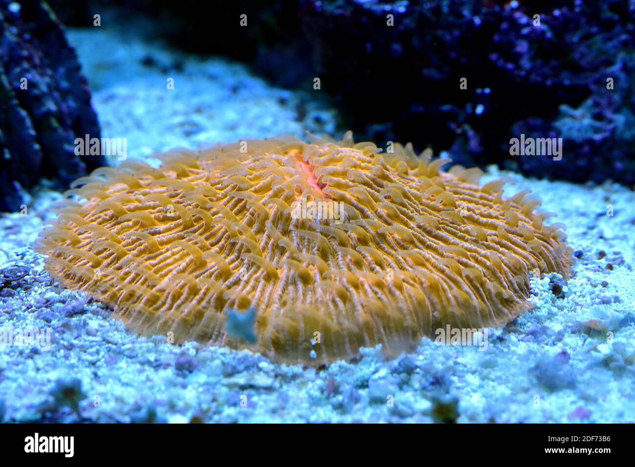 Il piatto di corallo (Fungia fungites) è un corallo solitario di pietra. Foto Stock
