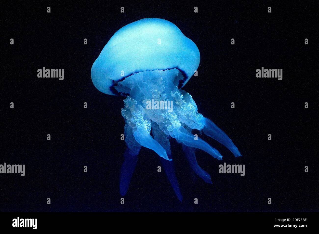 Barile medusa (Rhizostoma pulmo). Foto Stock