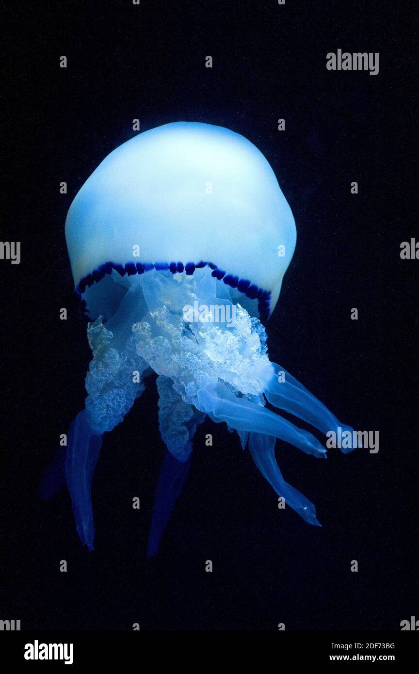 Barile medusa (Rhizostoma pulmo). Foto Stock