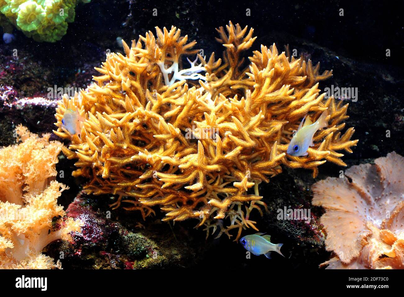 Il corallo più sottile (Seriatopora hystrix) è un corallo coloniale in pietra. Foto Stock