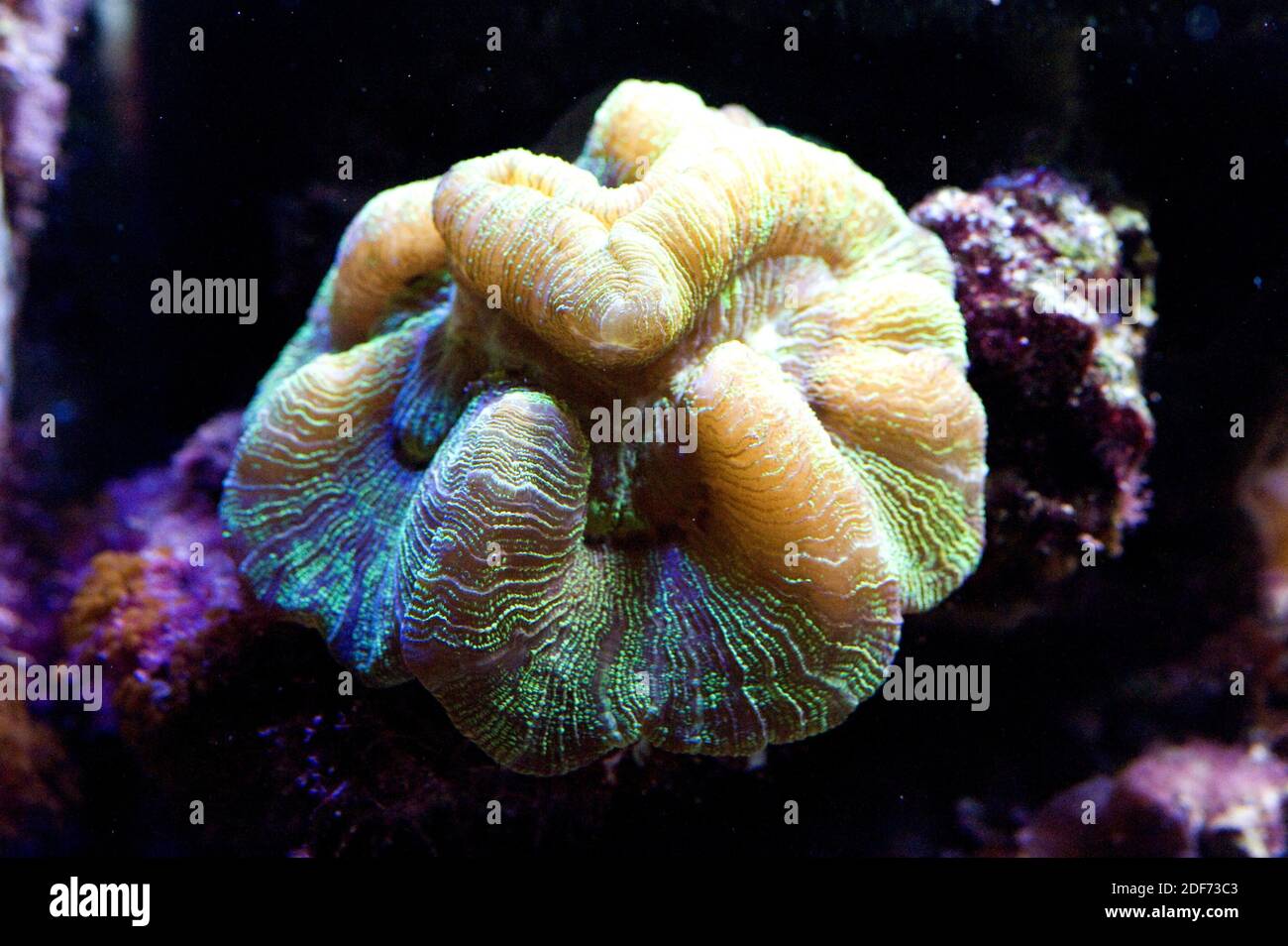 Il corallo a cervello aperto (Trachyphyllia geoffroyi) è un corallo lapideo coloniale o solitario di colori variegati e vibranti. Foto Stock