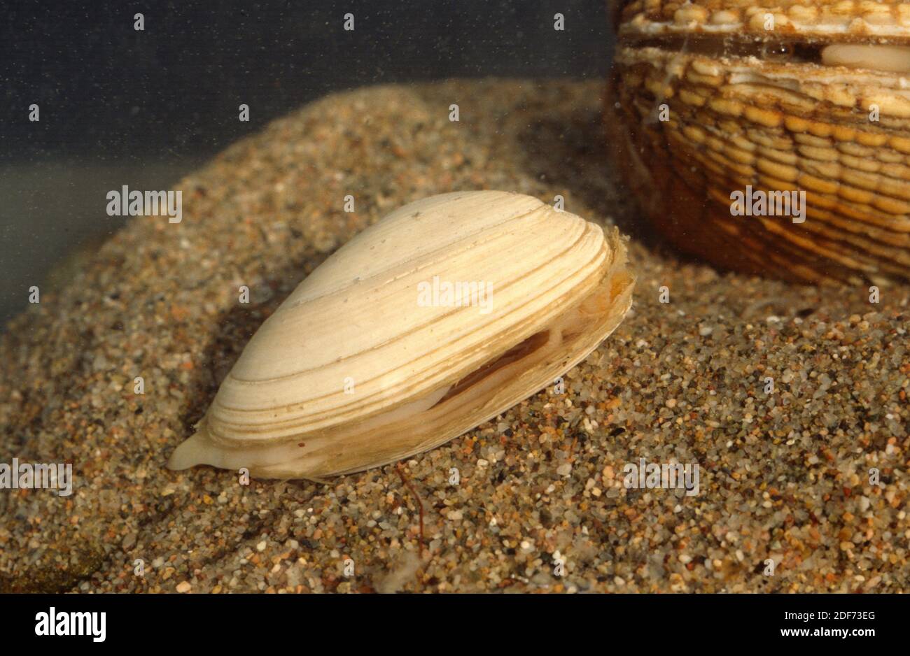 Il mollusco bivalvi (Mya arenaria) è un mollusco bivalvi commestibile. Foto Stock