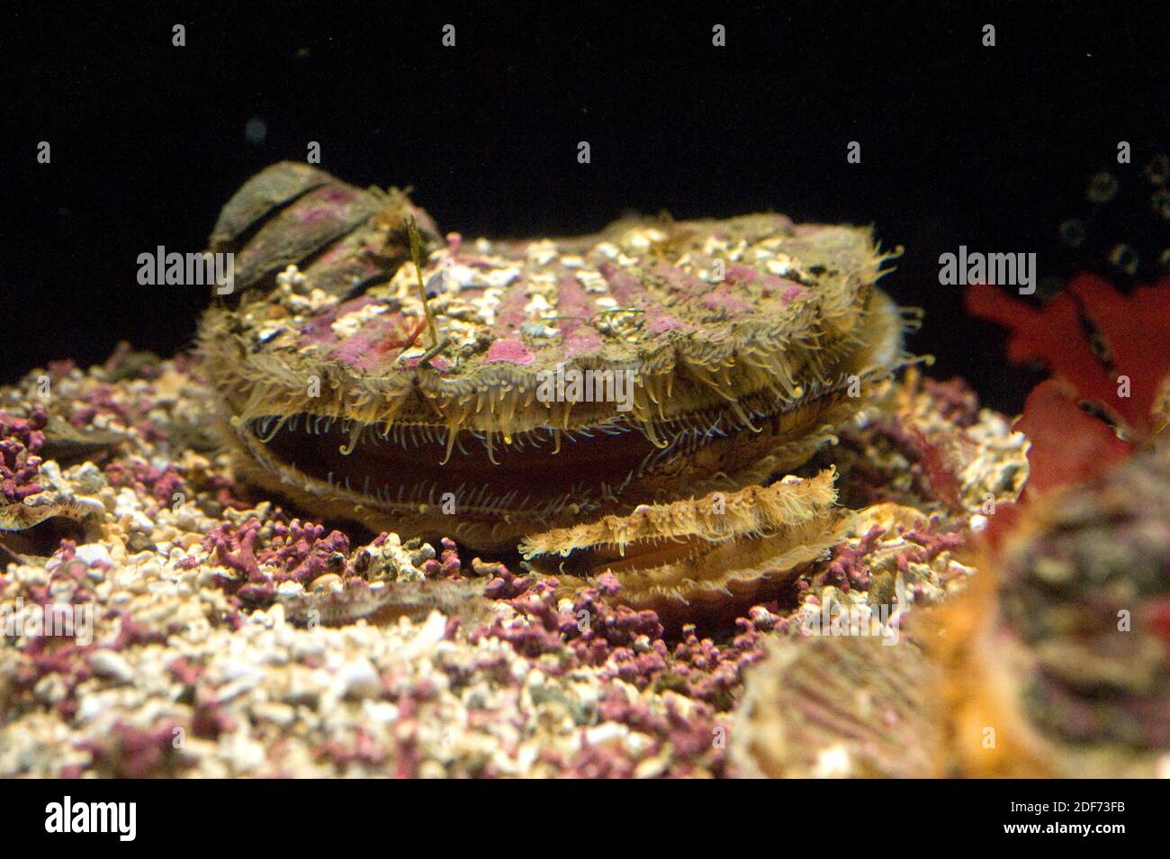 Re capesante, grande capesante o conchiglia di San Giacomo (Pecten maximus) è un mollusco marino commestibile. Foto Stock