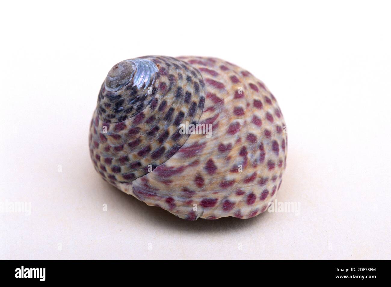 Turbinate immagini e fotografie stock ad alta risoluzione - Alamy