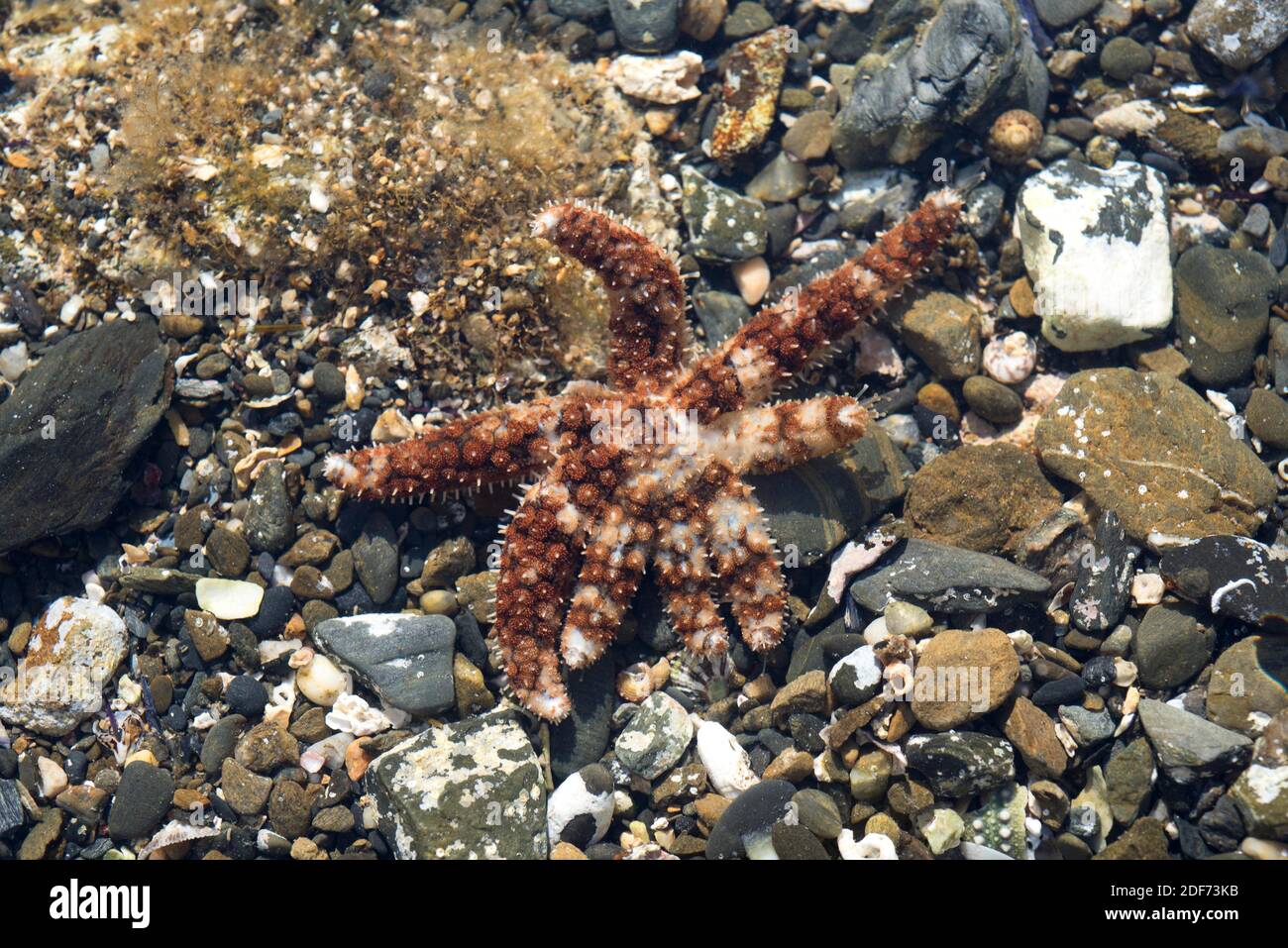 Il pesce stella marina (Coscinasterias tenuispina) è una stella marina onnivore. Campione con un numero di bracci anomali. Questa foto è stata scattata in Cap Ras, Foto Stock