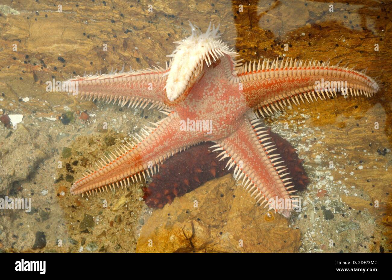 La stella rossa del pettine (Astropecten aranciacus) è una stella marina originaria del Mar Mediterraneo e dell'Atlantico orientale. Capovolgere il campione. Questa foto è stata scattata in Foto Stock