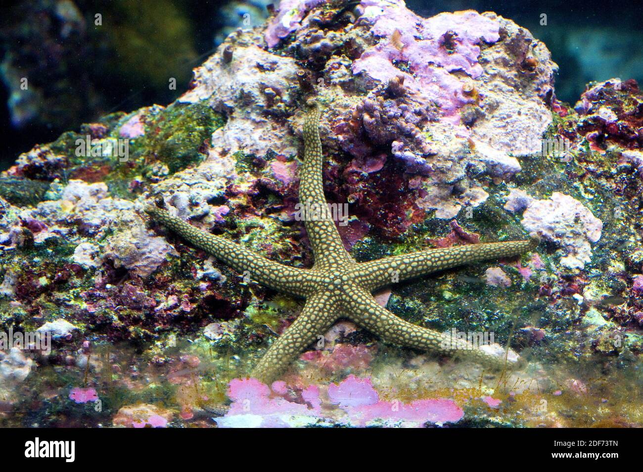 Nardoa novaecaledoniae è una stella marina originaria delle barriere coralline tropicali dell'Oceano Pacifico. Foto Stock