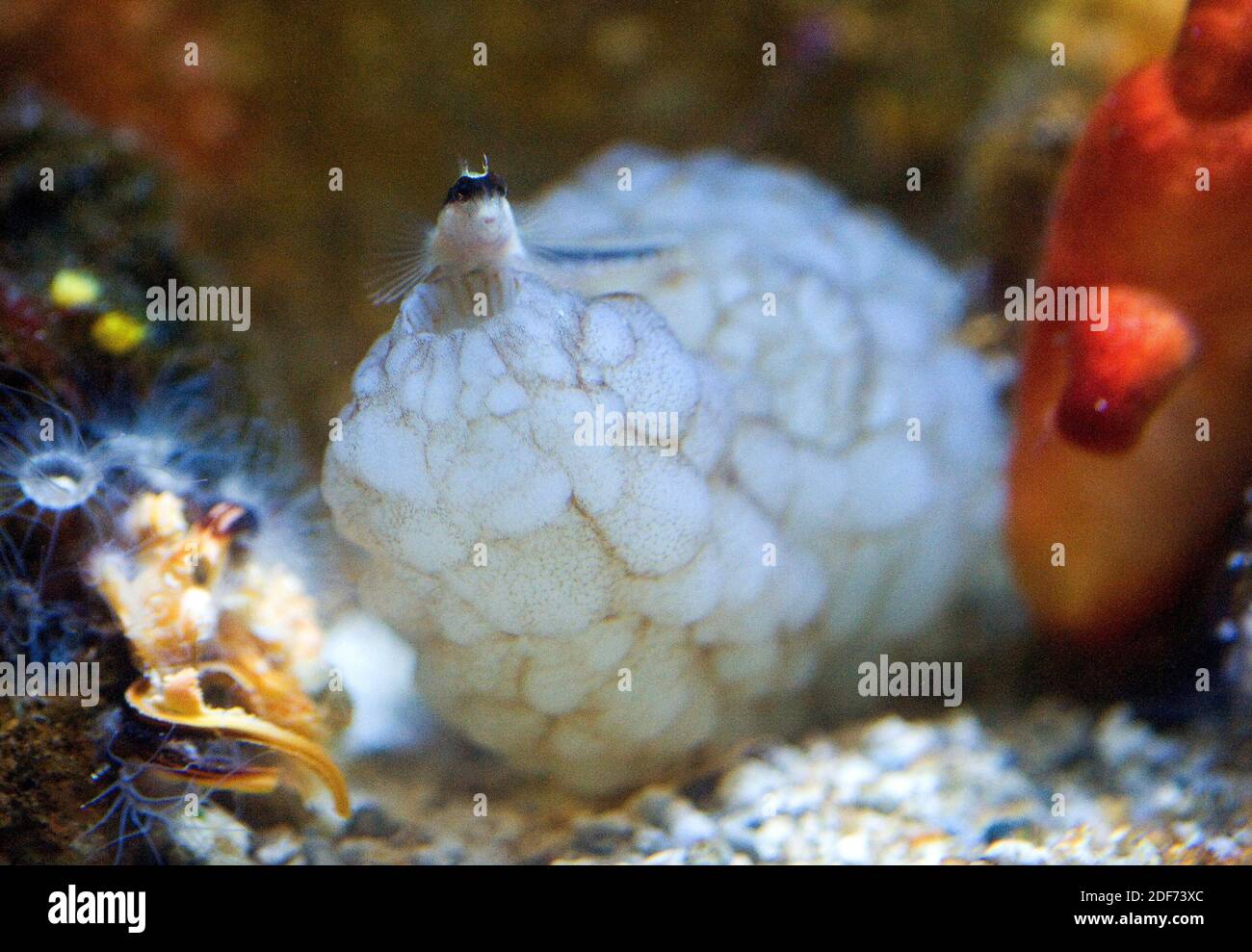 Lo squirt di mare bianco (Phallusia mammillata) è un filtro di Ascidiacea nativo del Mar Mediterraneo e dell'Oceano Atlantico nordorientale. A destra un altro Foto Stock