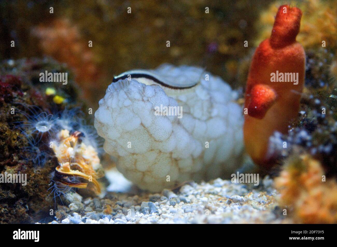 Lo squirt di mare bianco (Phallusia mammillata) è un filtro di Ascidiacea nativo del Mar Mediterraneo e dell'Oceano Atlantico nordorientale. A destra un altro Foto Stock