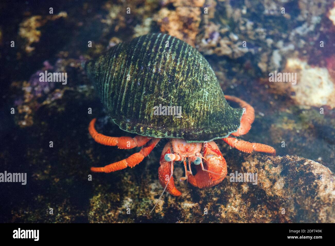 Il granchio mediterraneo eremita (Dardanus arrosor) è un predatore e scavenger di crostacei marini. Foto Stock