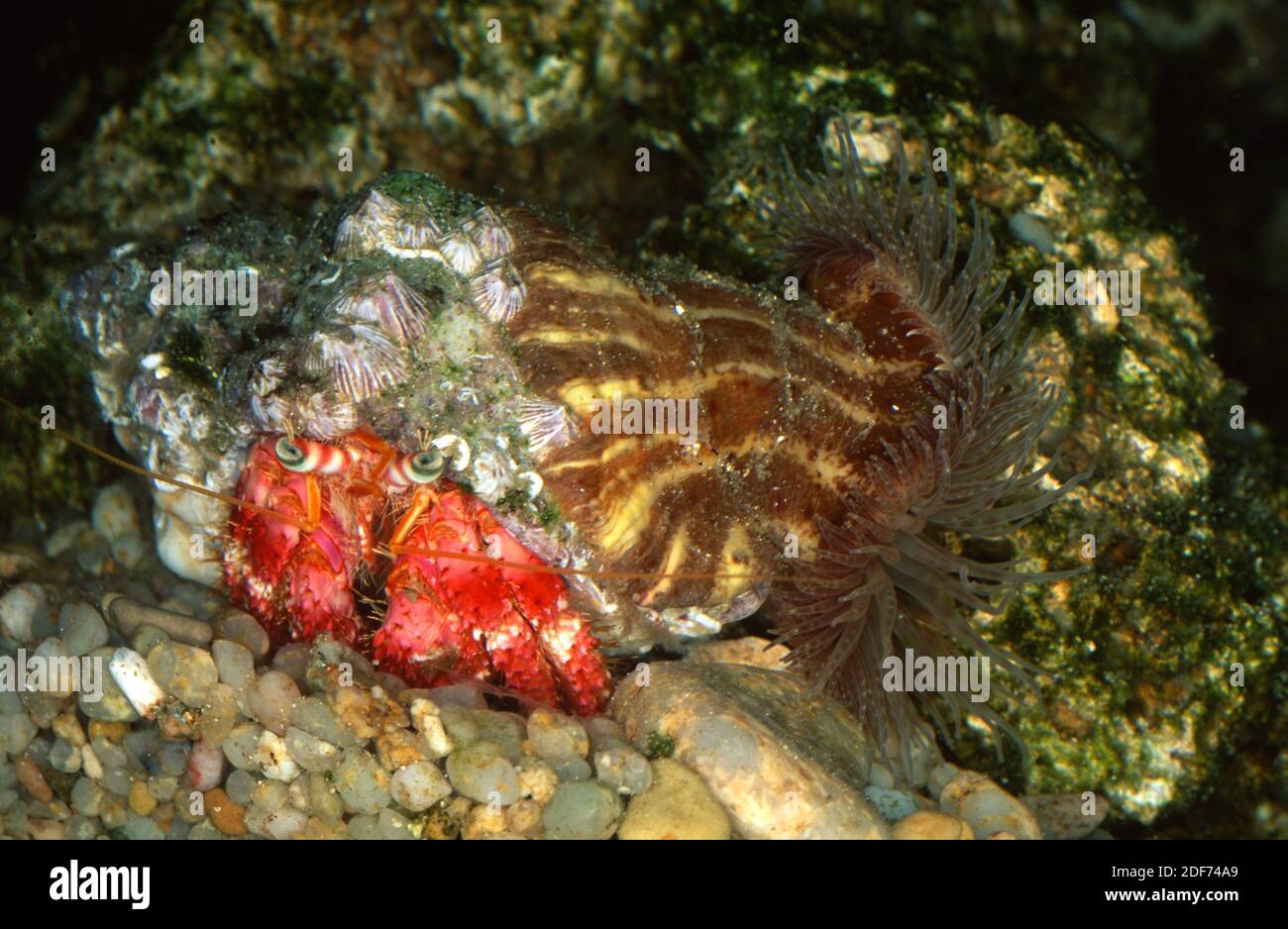 Il granchio mediterraneo eremita (Dardanus arrosor) è un predatore e scavenger di crostacei marini. Sul guscio un esemplare di anemone marino (Calliactis Foto Stock