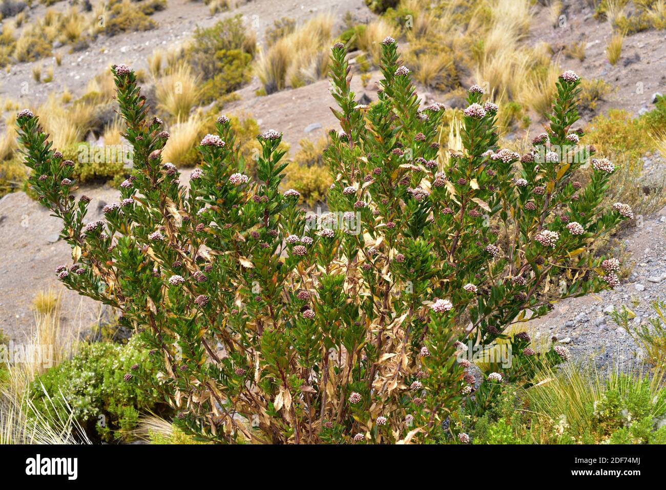 Baccharis petiolata è un arbusto nativo del Cile. Questa foto è stata scattata nei pressi di Putre, deserto di Atacama, Cile. Foto Stock