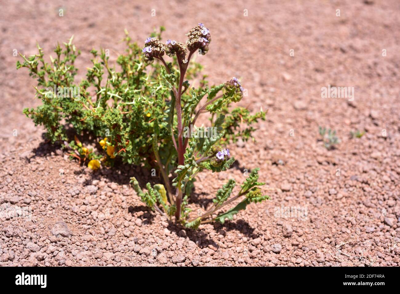 Phacelia è una pianta erbacea originaria del Cile settentrionale e dell'Argentina. Questa foto è stata scattata nella prateria di Puna, in Cile. Foto Stock