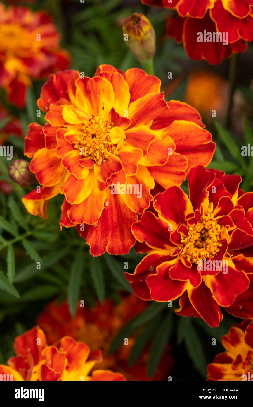 Marigold ‘Honeycomb’ (Marigold francese) fioritura impressionante, ritratto floreale naturale Foto Stock