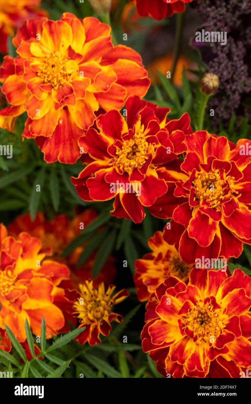 Marigold ‘Honeycomb’ (Marigold francese) fioritura impressionante, ritratto floreale naturale Foto Stock