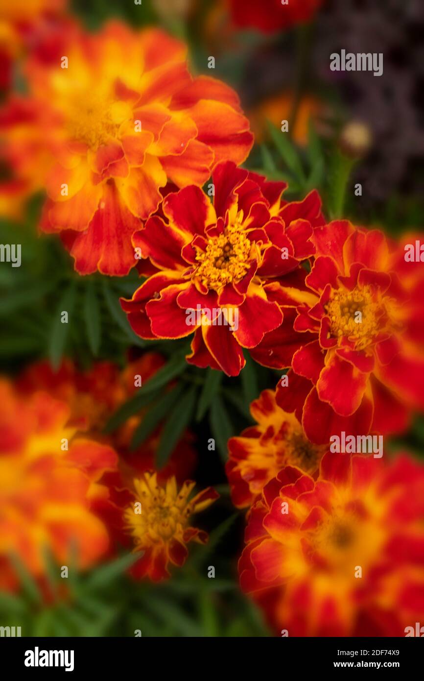 Marigold ‘Honeycomb’ (Marigold francese) fioritura impressionante, ritratto floreale naturale Foto Stock