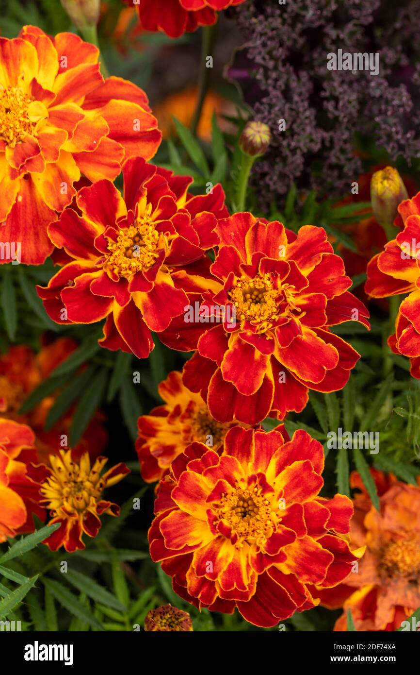 Marigold ‘Honeycomb’ (Marigold francese) fioritura impressionante, ritratto floreale naturale Foto Stock