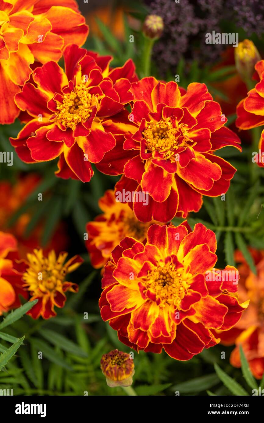 Marigold ‘Honeycomb’ (Marigold francese) fioritura impressionante, ritratto floreale naturale Foto Stock