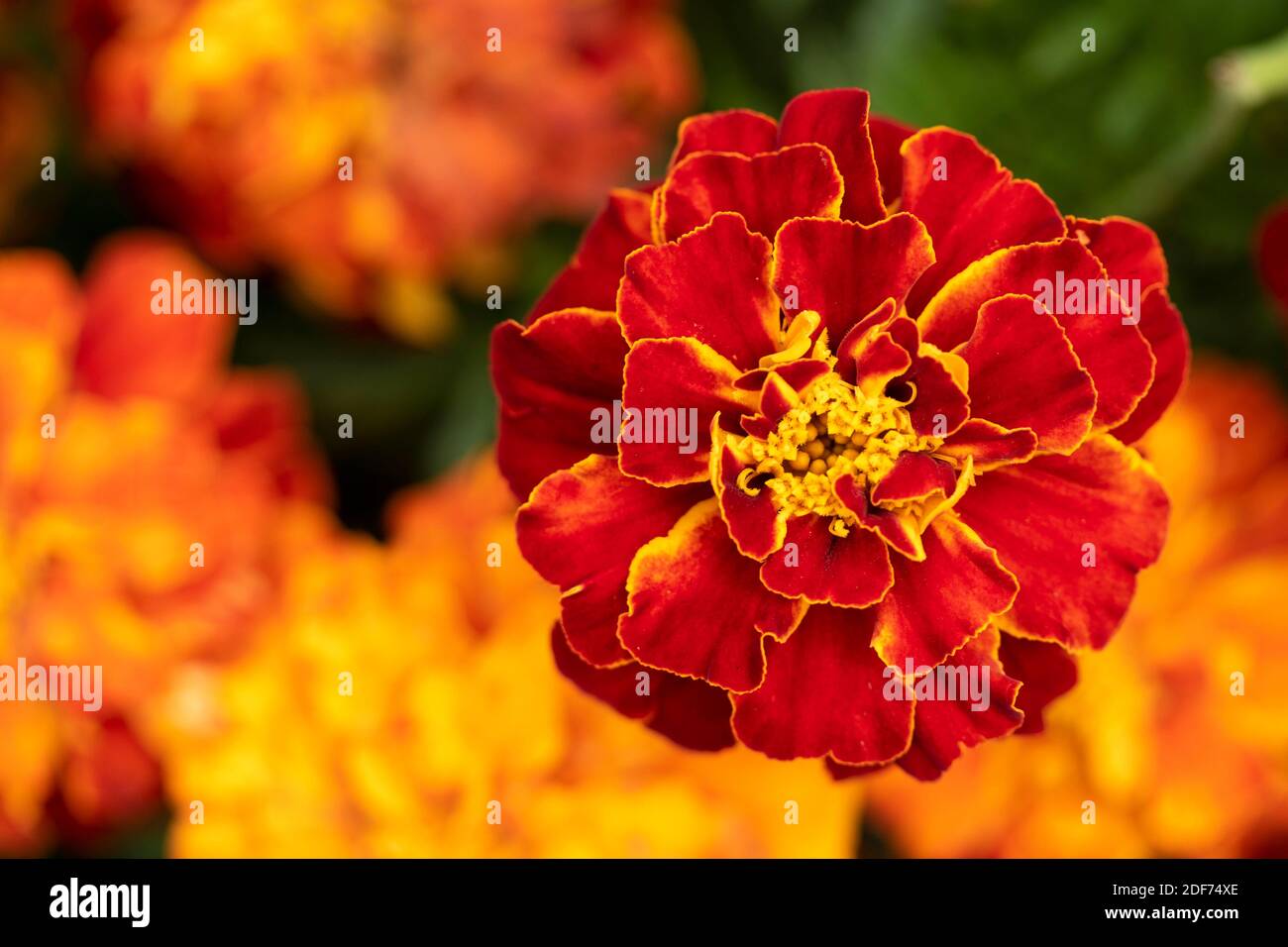 Marigold ‘Honeycomb’ (Marigold francese) fioritura impressionante, ritratto floreale naturale Foto Stock