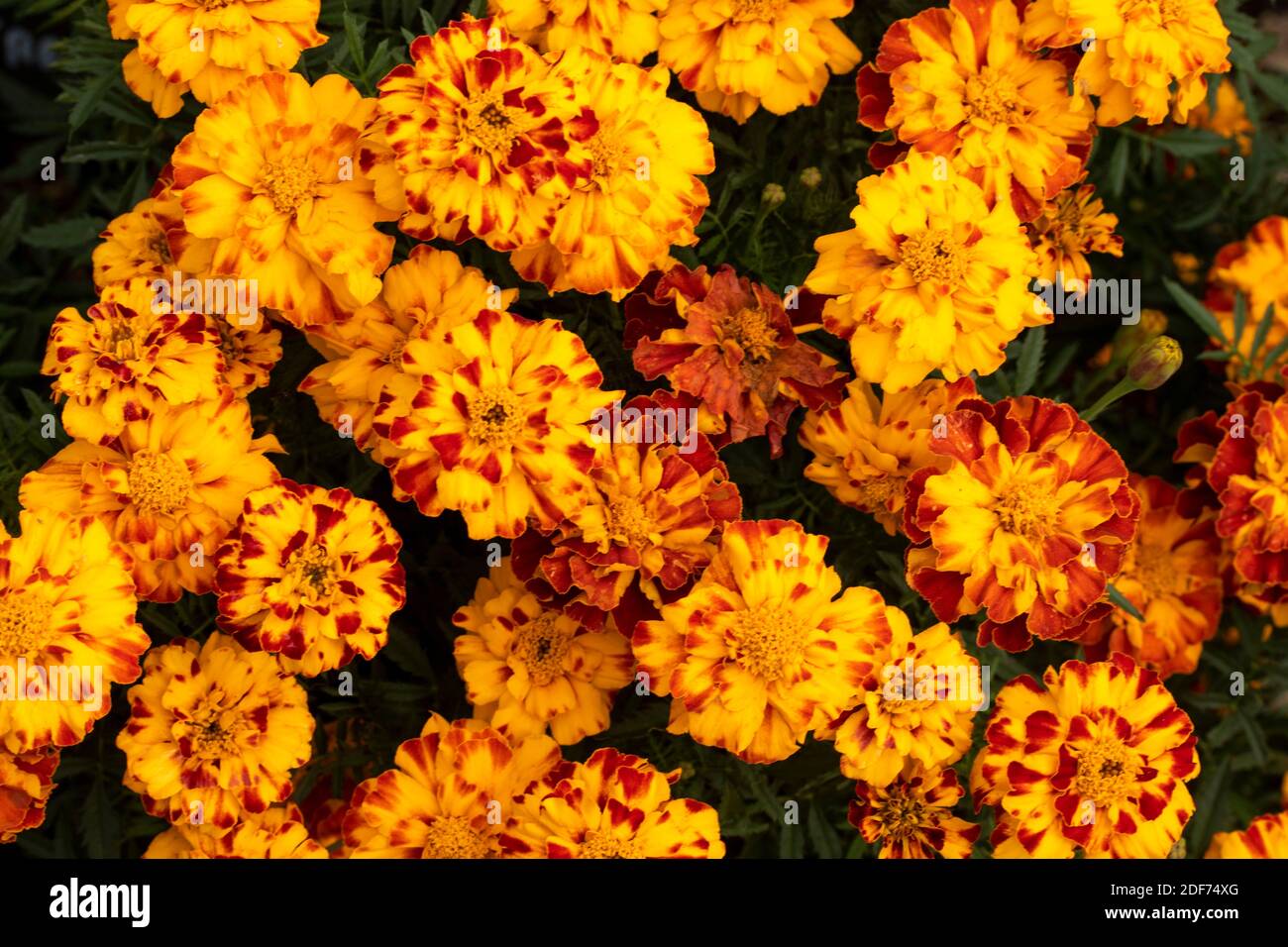 Marigold ‘Honeycomb’ (Marigold francese) fioritura impressionante, ritratto floreale naturale Foto Stock