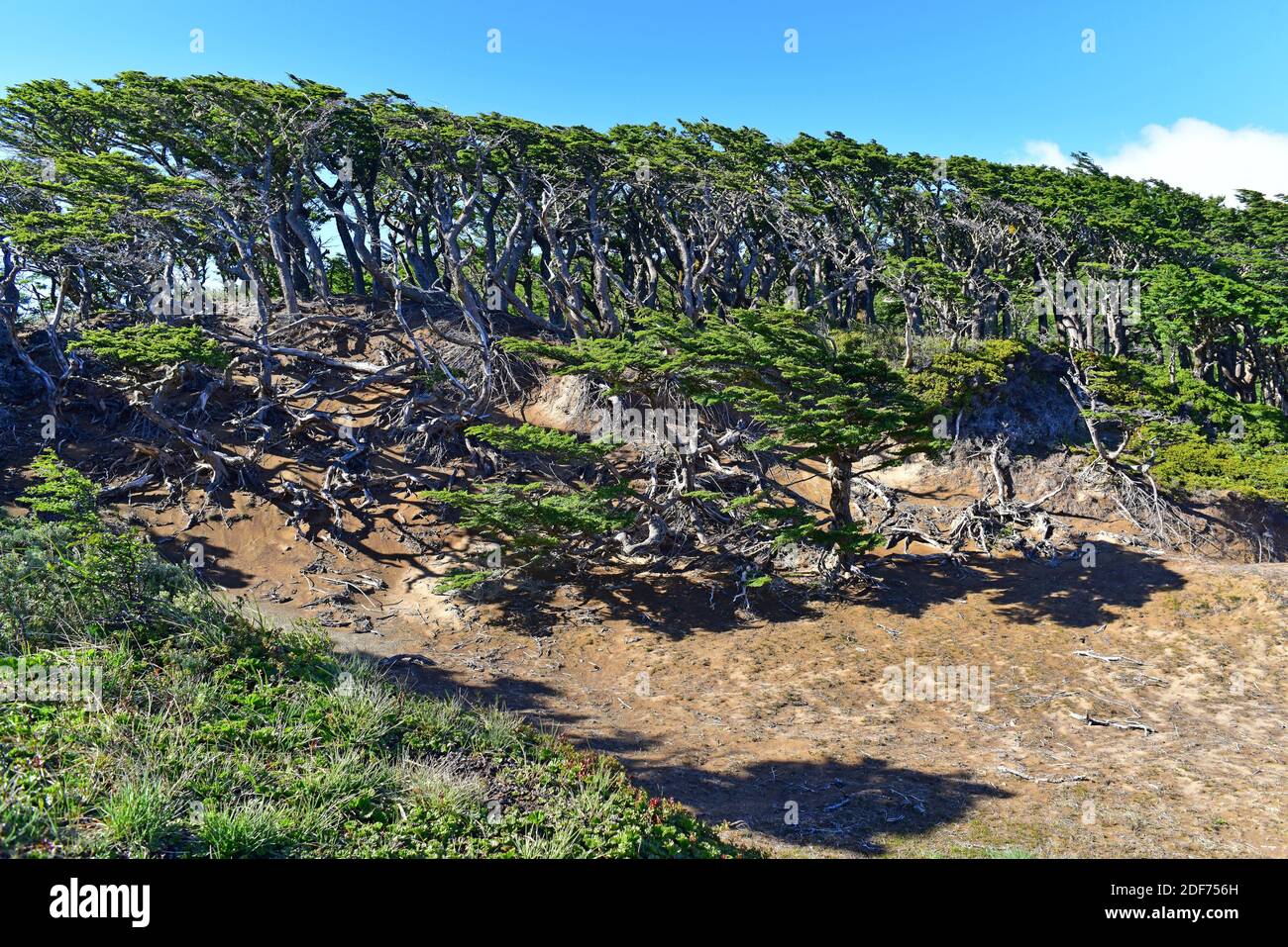 Il faggio Ñirre o Antartico (Nothofagus antartide) è un albero deciduo originario del Cile meridionale e dell'Argentina. Questa foto è stata scattata a Magallanes Foto Stock