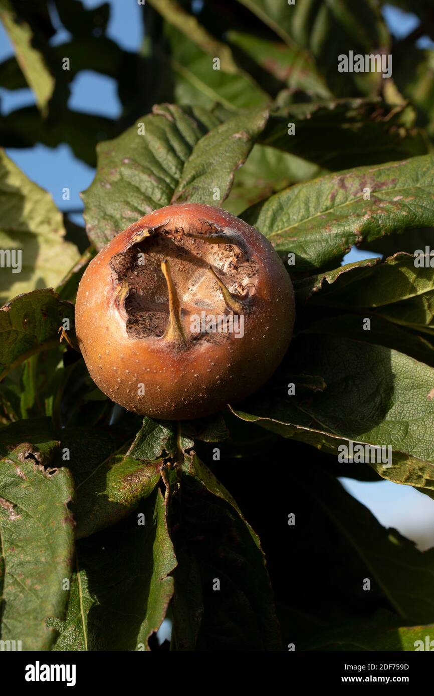 Medlar ’Royal’ frutto che si sviluppa sotto il sole tardivo Foto Stock