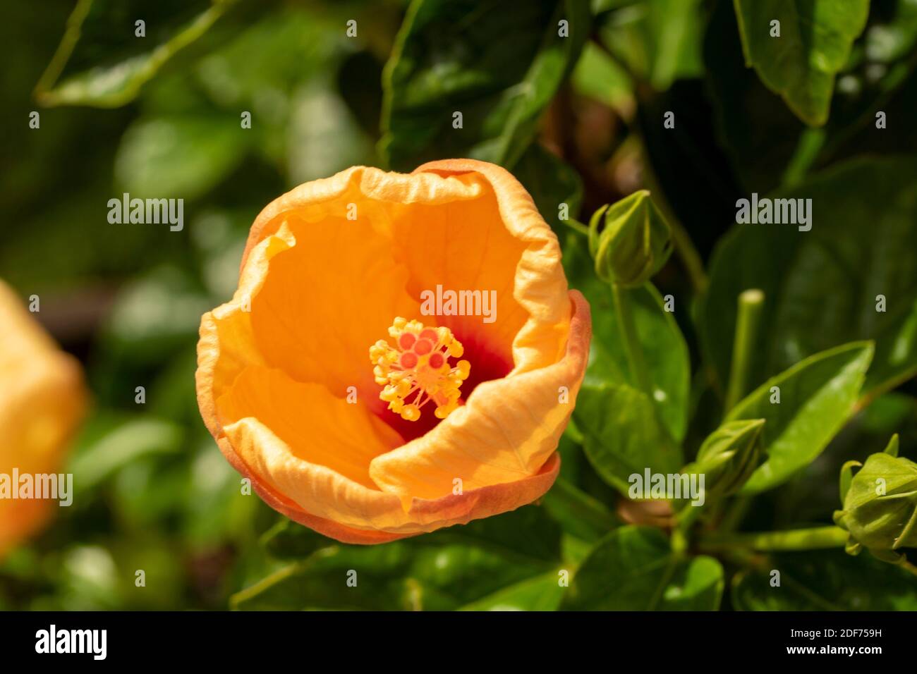 Hibiscus ‘Rosa Sinensis’ fiore in primo piano, ritratto di fiori naturali Foto Stock