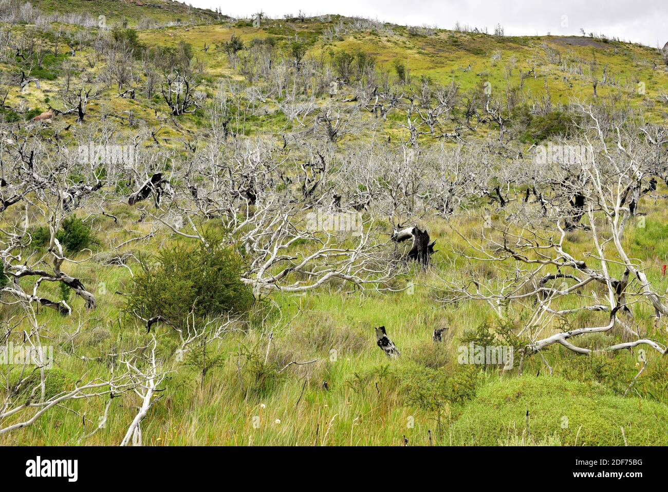 Il faggio lenga, haya austral o lenga (Nothofagus pumilio) è un albero deciduo originario delle Ande meridionali del Cile e dell'Argentina. Foresta bruciata. Questo Foto Stock