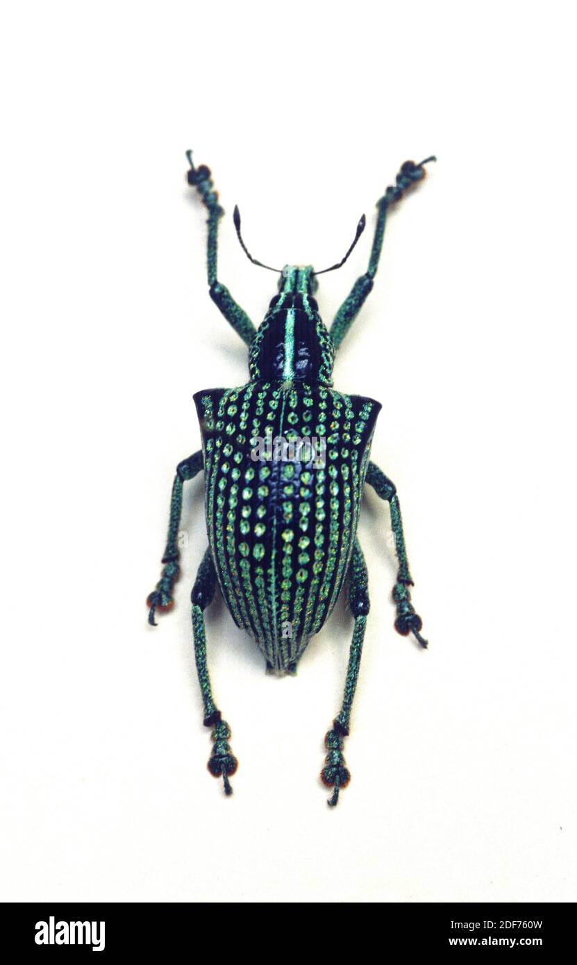 Il Beetle Brasiliano di diamante (Entimus imperialis) è un fetile endemico del sud-ovest del Brasile. Foto Stock