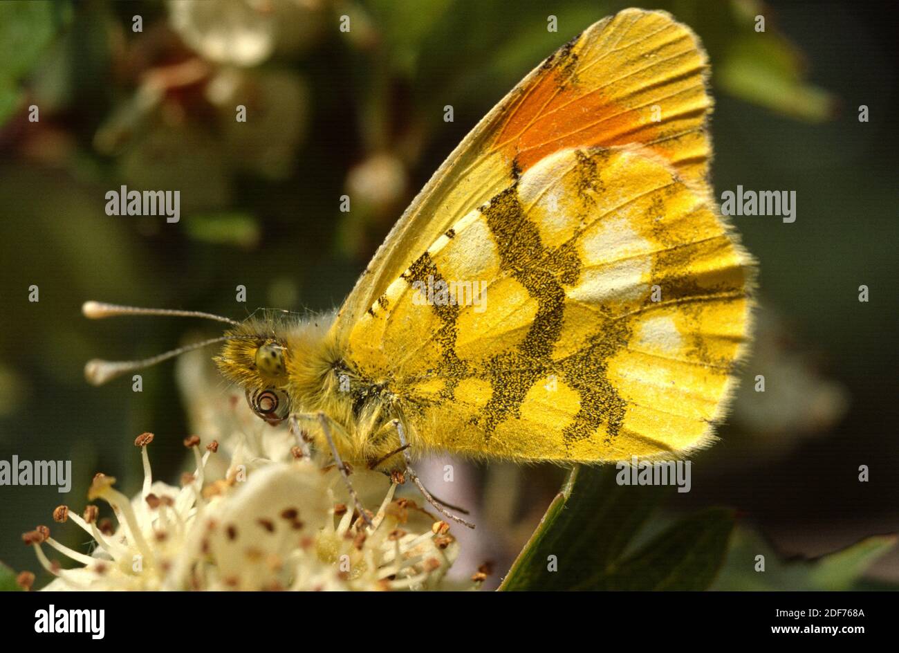 La punta arancione della Provenza (Anthocharis euphenoides) è una farfalla originaria della penisola iberica, della Francia meridionale e dell'Italia. Adulto maschio. Foto Stock
