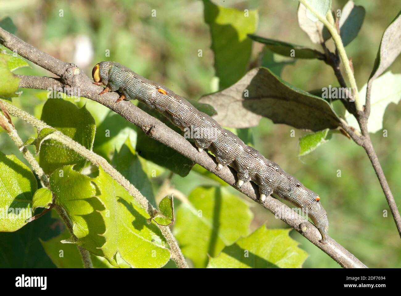 Il sottocarro giallo (Catocala nymphagoga) è una falce originaria del bacino mediterraneo. Caterpillar. Foto Stock