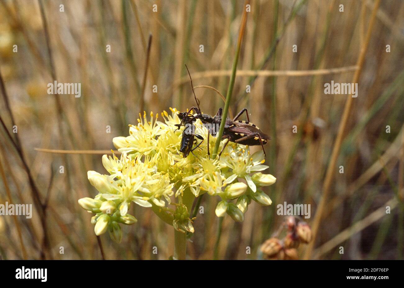 Heath assassin bug (Coranus subappterus) a caccia di una preda. Foto Stock