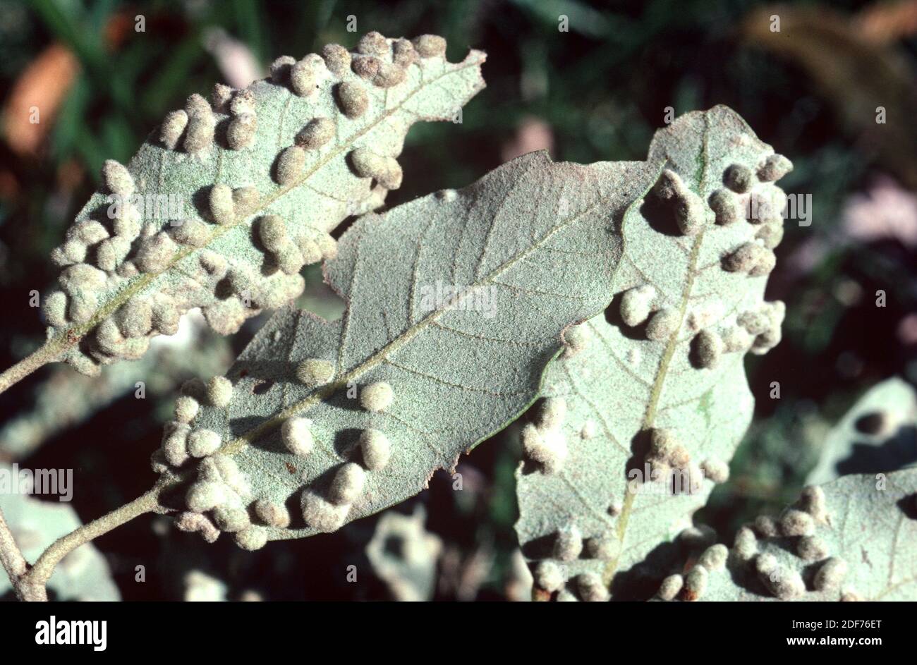 Gall di lecci prodotto dall'insetto Dryomia lichtensteini sulle foglie di lecci (Quercus ilex). Foto Stock