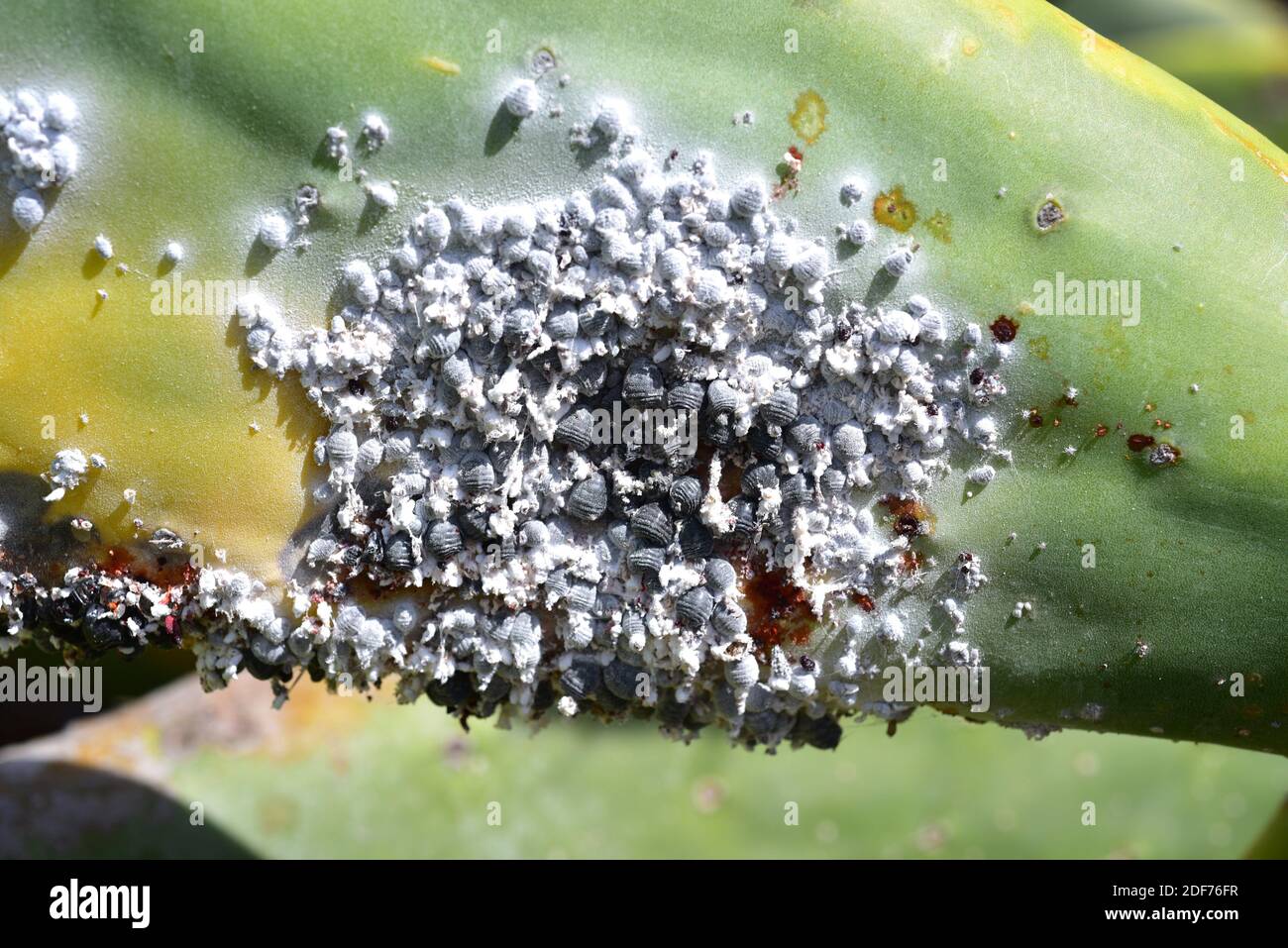 La cocciniglia (Dactylopius coccus) è un insetto di hemiptera che il colorante carminio è estratto. Questa foto è stata scattata a Guatiza, Isola di Lanzarote, Canarie Foto Stock