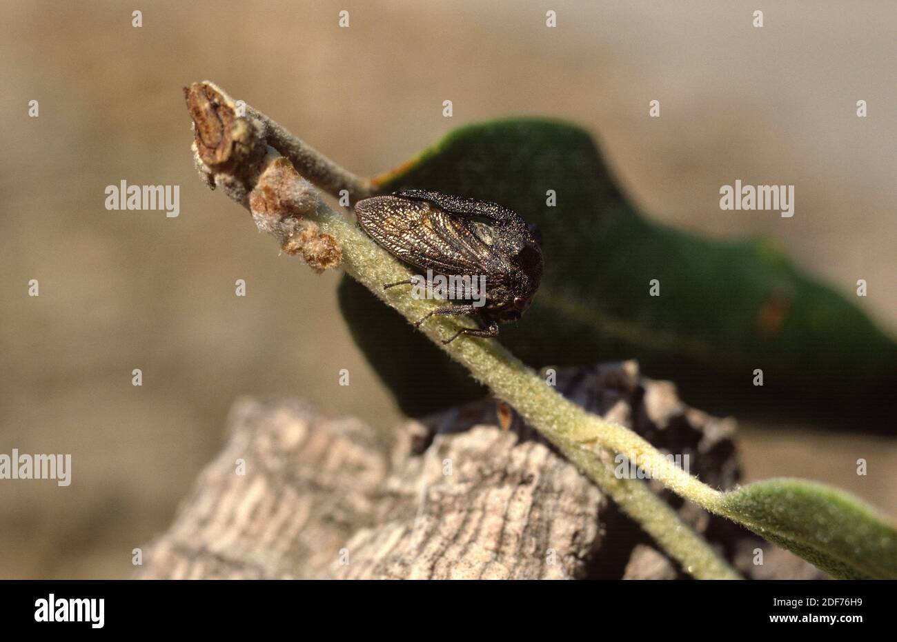 Thorn-hopper (Centrotus cornutus) è un insetto originario dell'Europa. Foto Stock