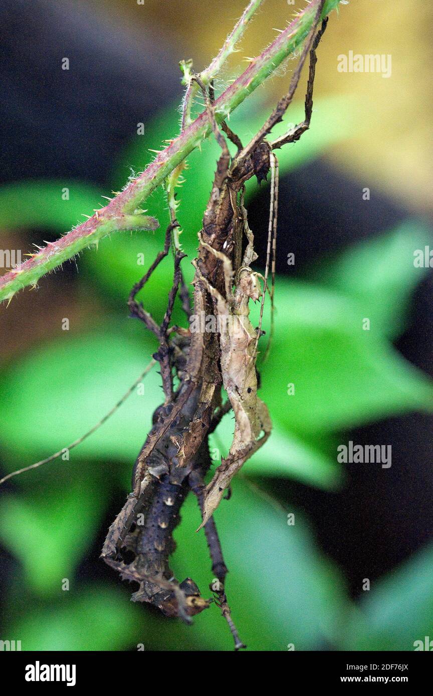 L'insetto malese del bastone (Heteropteryx dilatata) è un insetto nativo alla Malesia. Foto Stock