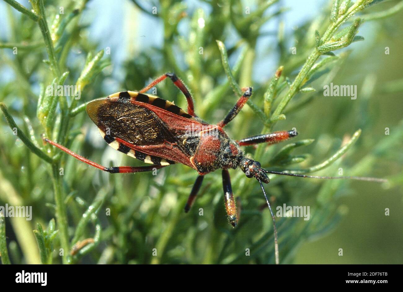 Assassin bug (Rhynocoris cuspidatatus) è un insetto predatore. Foto Stock